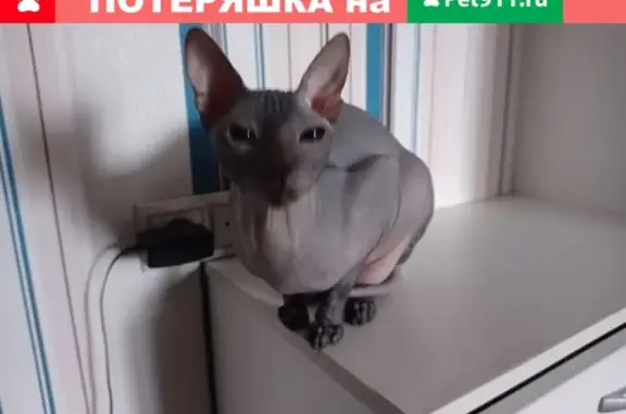 Кошка Сфинск найдена в Тюмени на ул. Республики