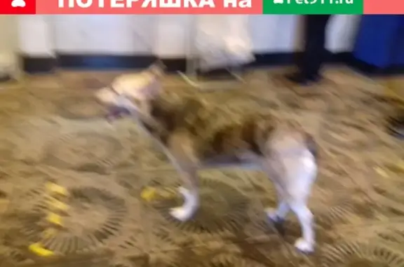 Собака у метро Нарвская ищет дом
