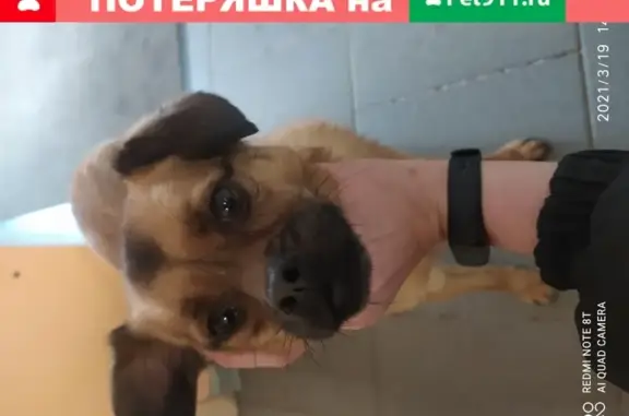Собака найдена на улице Островского 200, Новосибирск
