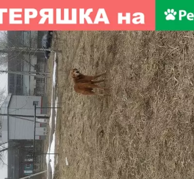 Найдена собака в Брянске на Загородном переулке