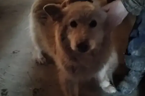 Найдена потеряшка-собака в Иваново