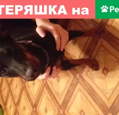 Найдена щенок добермана в Пскове, Крестовское шоссе, 60
