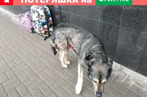 Найдена собака в Балашихе без хозяина и с травмами