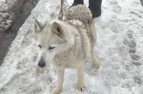 Собака найдена в Нагорном, Пушкино