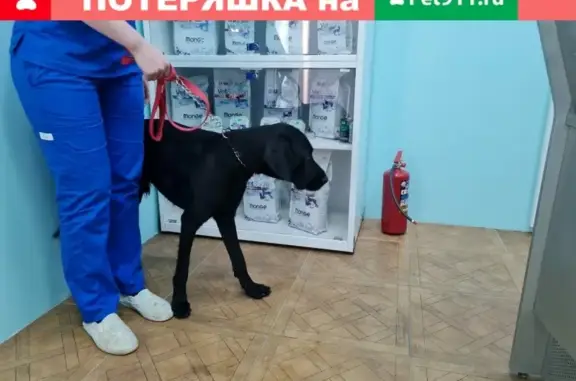 Собака найдена в Приморском районе СПб.