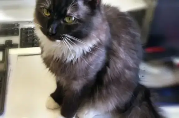 Найдена кошка, Ижевск, фото: Кот АРСИК ищет дом в Ижевске