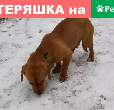 Найдена собака на остановке Керамика в Екатеринбурге