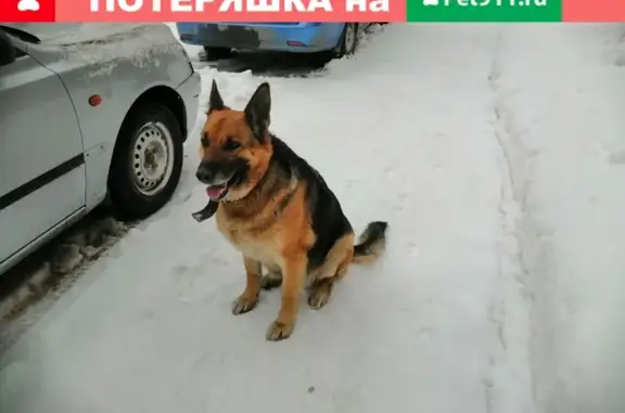 Пропала собака на улице Озеленителей