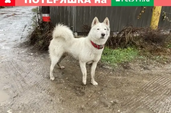 Найдена собака Лайка/хаски, мальчик, Краснодар