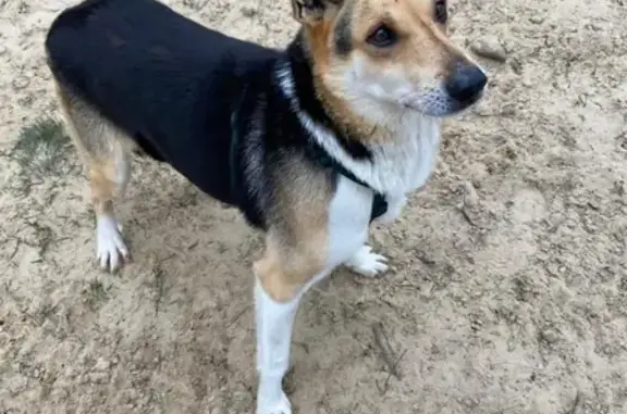 Найдена собака в д. Нижнее Шахлово, Серпуховский городской округ