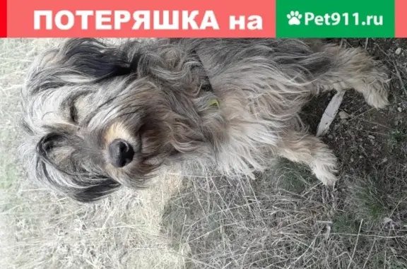 Пропала собака Девочка Боня в Заречном, Крым