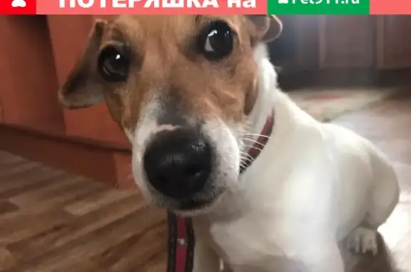 Пропала собака в районе Солянки, Астрахань