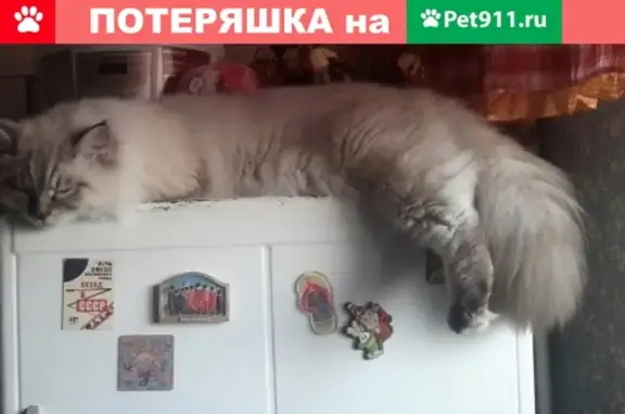 Потерянные животные Новосибирск, фото: Пропала кошка в Новосибирске, ул. Костычева 40/1 кв 4