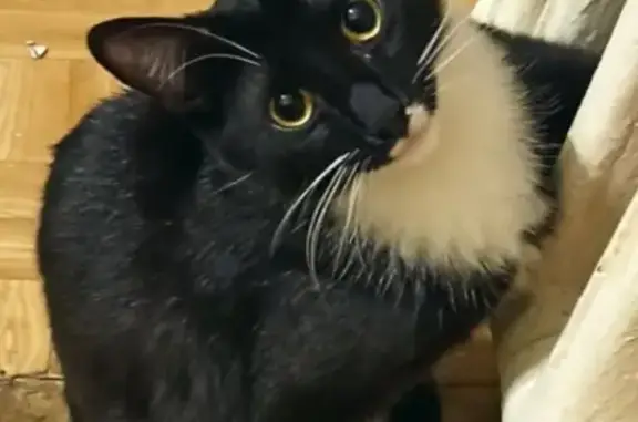 Кошки потеряшки, Санкт-Петербург, фото: Потеряшка Кот на 4й Советской, д.8, СПб.