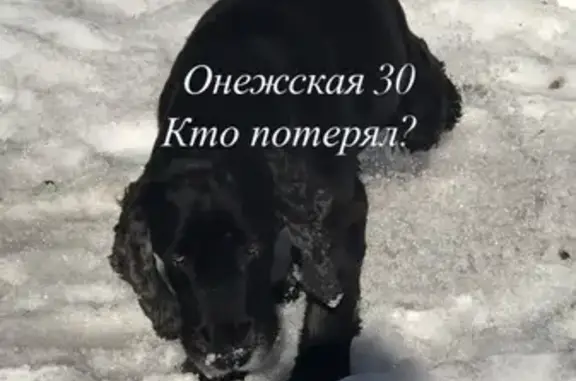 Собака на Онежской, дом 30, Москва