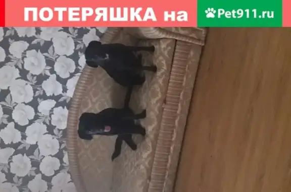 Объявления о пропавших и найденных животных, Анапа, фото: Пропала собака на ул. Самбурова, возраст менее года