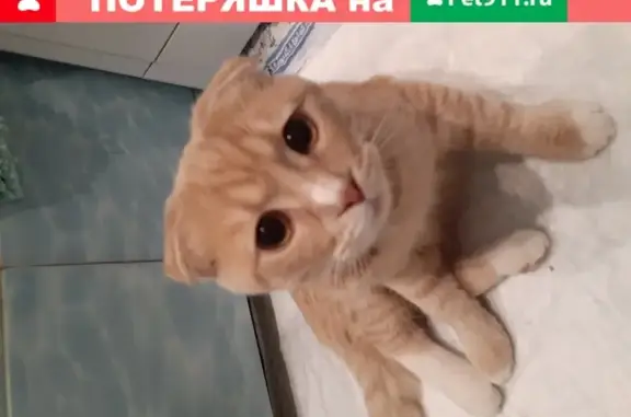 Найдена домашняя кошка в Подольске