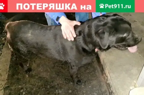 Найден напуганный черный лабрадор в Ростове