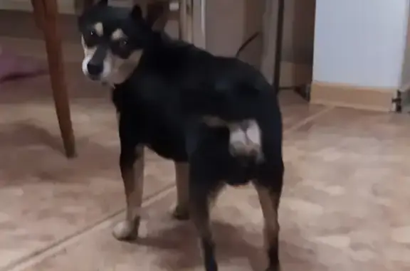 Найден пес без ошейника в Заринске