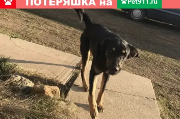 Пропала собака в Зачатье, Чехов.