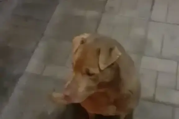 Найдена собака в Челябинске с ошейником