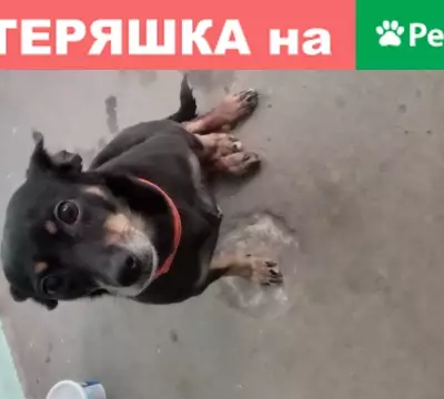 Найдена собака на улице Руставели в Челябинске