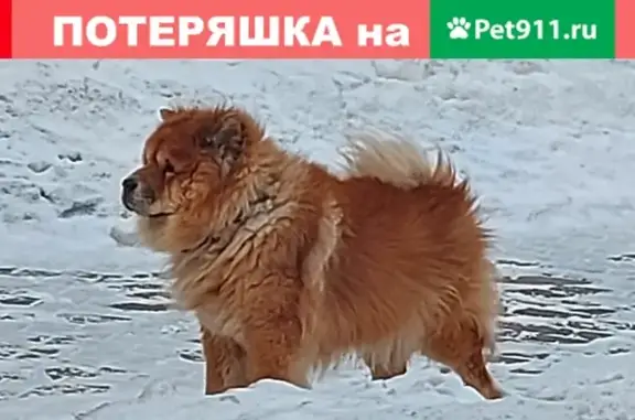 Найдена старенькая собака в Балашихе, ул. 40 лет Победы, д.25
