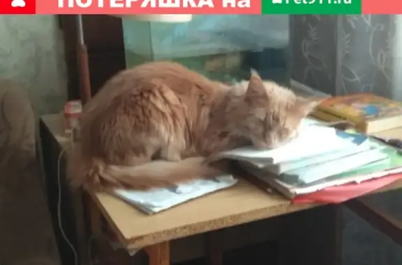 Пропала кошка на ул. Колотилова, 46, кв. 24 (мейкун, рыжий окрас)