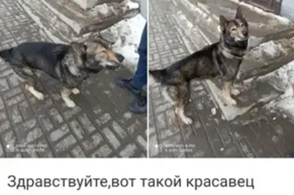 Найден пес в Казани