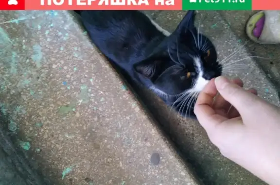 Найден ласковый кот на Красноармейской, Люберцы