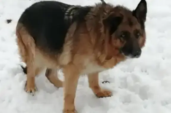 Найдена собака в Москве: немецкая овчарка, 10 лет, подвисшее правое ухо