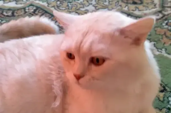 Найден персиковый кот в Коломне, ищем хозяев или новый дом