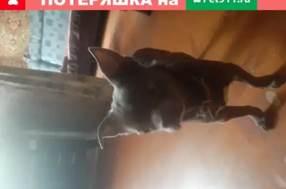 Найдена собака в портовом районе, Ростов-на-Дону