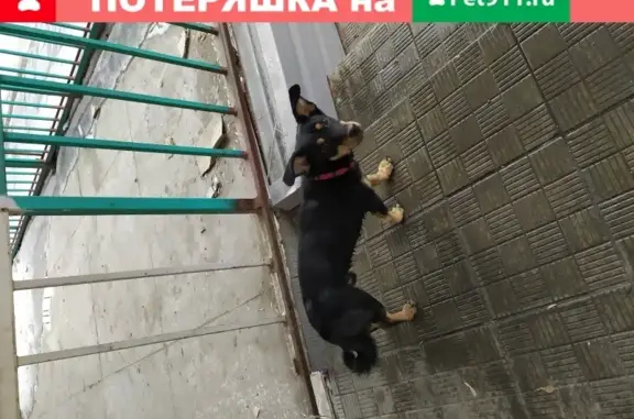 Собака с красным ошейником найдена в Челябинске