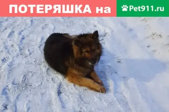 Собака на остановке в Калининеце