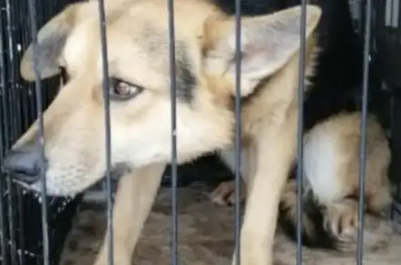 Пропали собаки Рекс и Буран в Казани, вознаграждение за информацию!