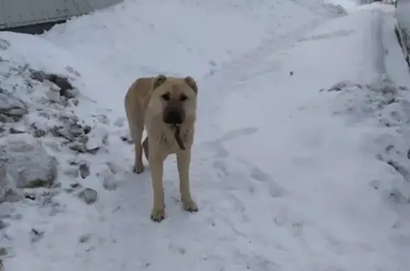 Найден пёс в Нытве, ул. К. Маркса, 97