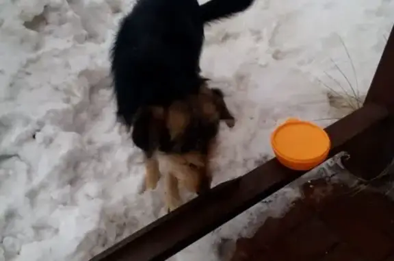 Найдена молодая собака на улице Кольцевой, Ульяновск