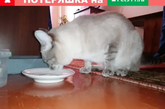 Найдена кошка на Свердловской 31 в Красноярске