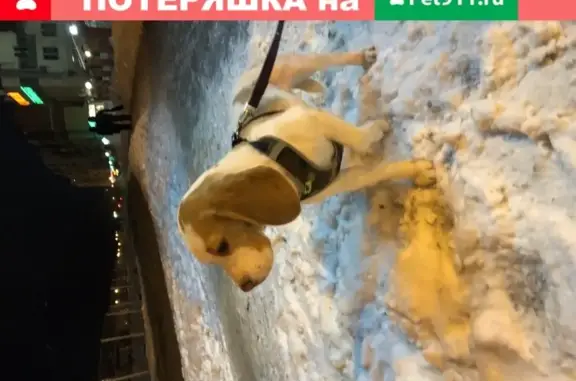Собака найдена в Екатеринбурге