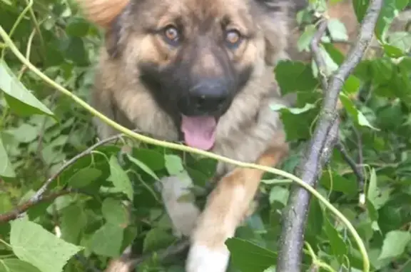 Пропала собака в Ногинске, вознаграждение гарантировано
