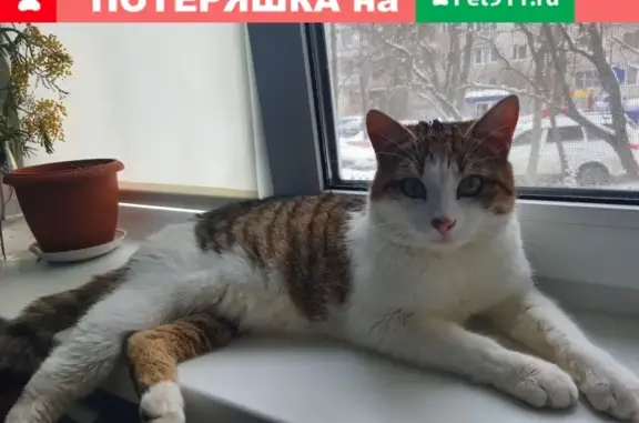 Найдена ласковая кошка в Одинцовском районе