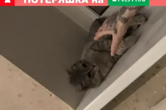 Кошки потеряшки, Санкт-Петербург, фото: Потеряшка кошка, вознаграждение. СПб, ул. Матросова, 4