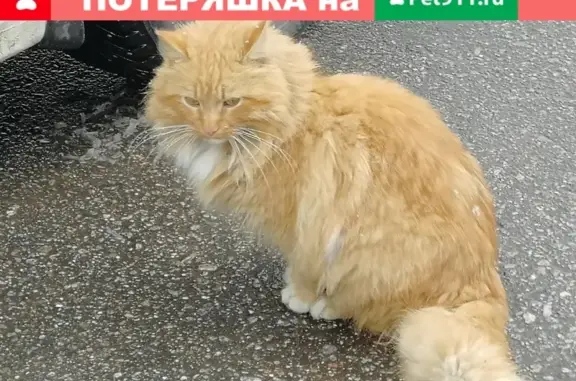 Найден рыжий кот возле остановки трамвая №17 на ул. Тихомирова