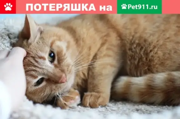 Кошки потеряшки, Санкт-Петербург, фото: Потеряшка кошка на Парашютной улице, СПб, 17к1