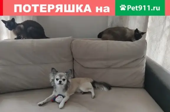 Пропала собака Джек в Жигалово, Моск. обл.: вознаграждение гарантируем