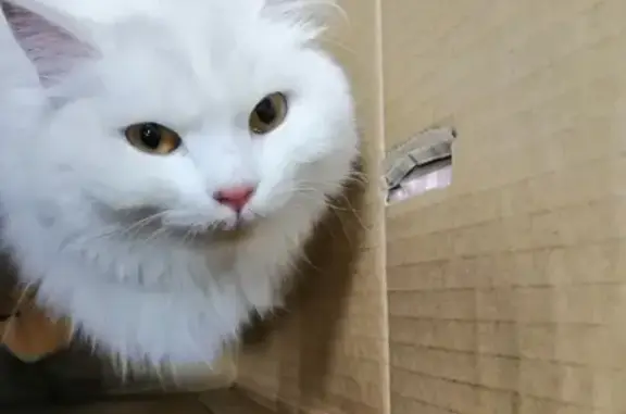 Найдена белая кошка в Оренбурге
