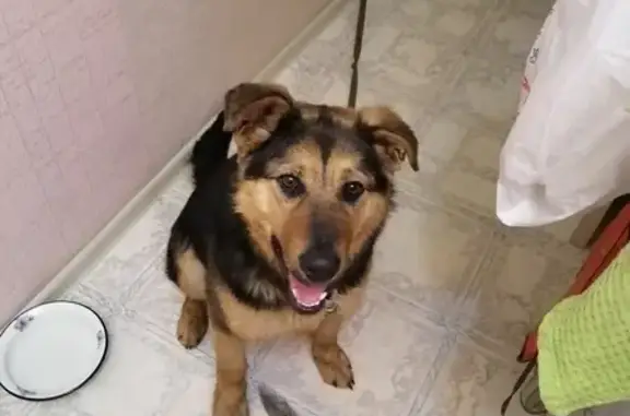Найдена собака без ошейника в Екатеринбурге