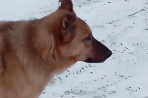 Собака №605 найдена в Костроме