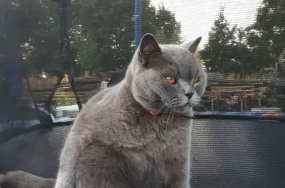 Кошки потеряшки, Санкт-Петербург, фото: Потеряшка Британская кошка в Санкт-Петербурге.